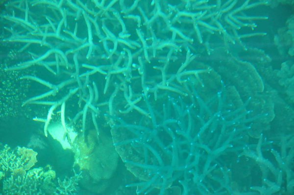 Coral, Ningaloo Reef
