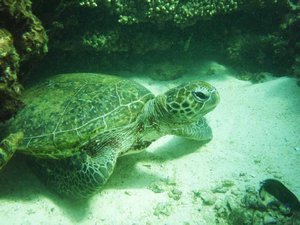 Sea Turtle, Ningaloo Reef
