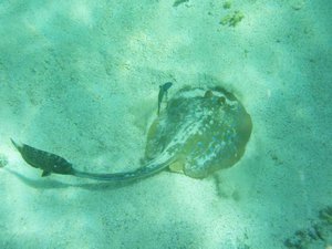 Stingray, Ningaloo Reef
