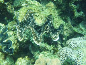 Clam, Ningaloo Reef