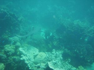 Reef Shark, Ningaloo Reef