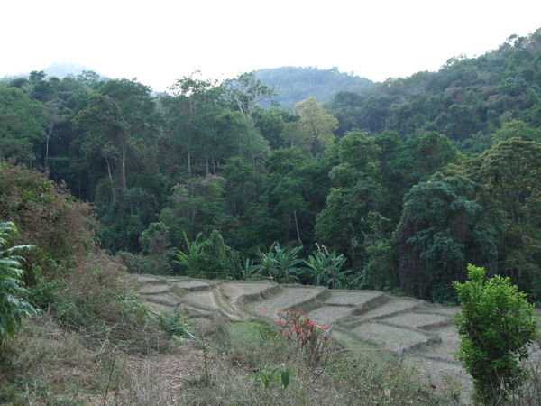 View from Hilltribe - Rice Fields and Jungle!