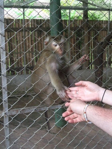 Shaking hands with a Monkey!