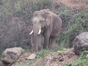 Big Mo Fo of an Elephant!