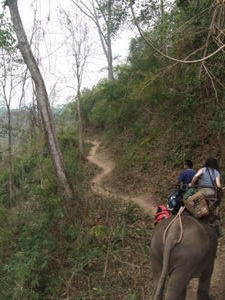 Such a Narrow Path...Such a Huge Elephant!?