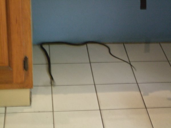 The Snake thats woke Vicky up in our room in Port Douglas!