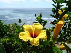 Hawaiian flower power...