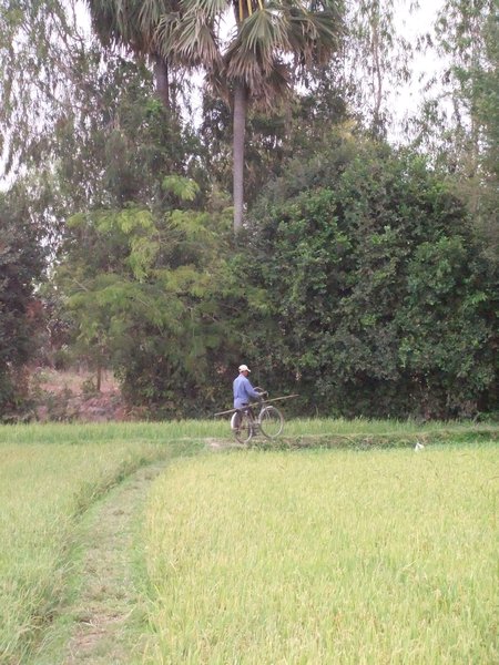 Rice Paddy Worker