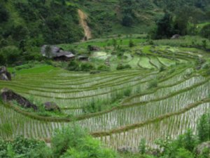 Sapa Rice Terraces