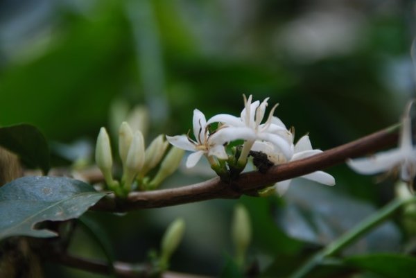 Coffee flower