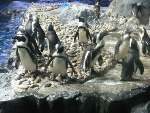 Søte pingviner