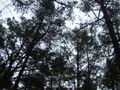 The pine grove
