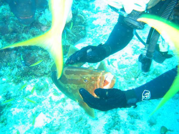 Petting the grouper