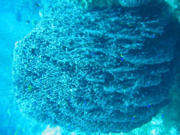 Coral with little fish