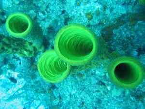 Yellow funnel coral