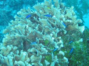 More blue fish around coral