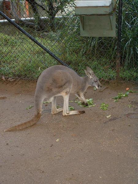 Kangaroo at Taronga Zoo