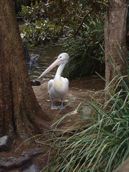 Pelican at Taronga Zoo
