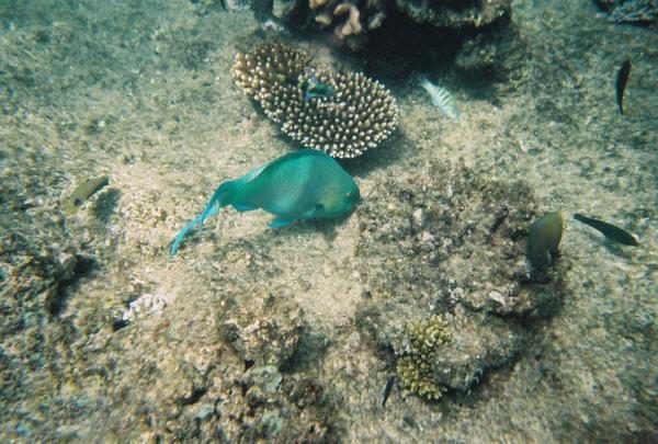 A blue fish on the reef