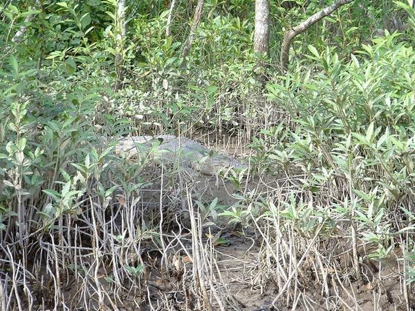 A croc on the Daintree River