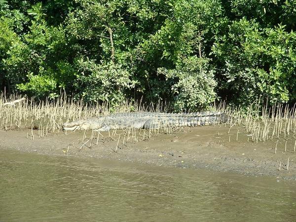 Another croc on the Daintree River
