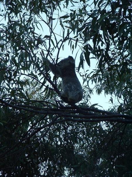 A koala in the wild