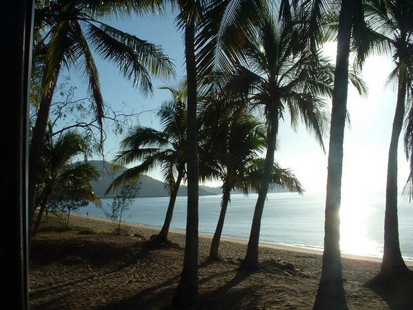Palm trees on Magnetic Island