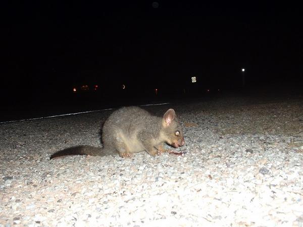 A possum at the bus stop