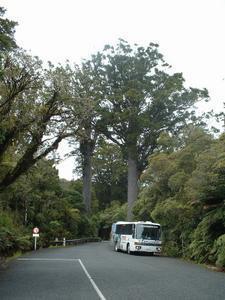 Magic bus with Kauri trees