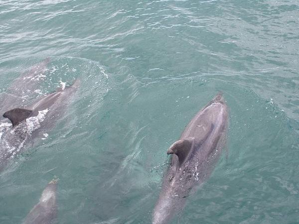The family of dolphins