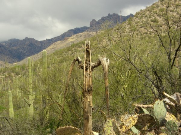 Grim Reeper of Cacti