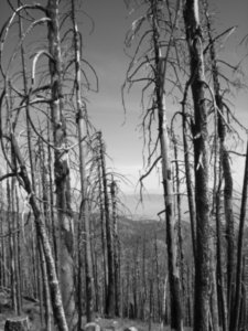 damage from the fires