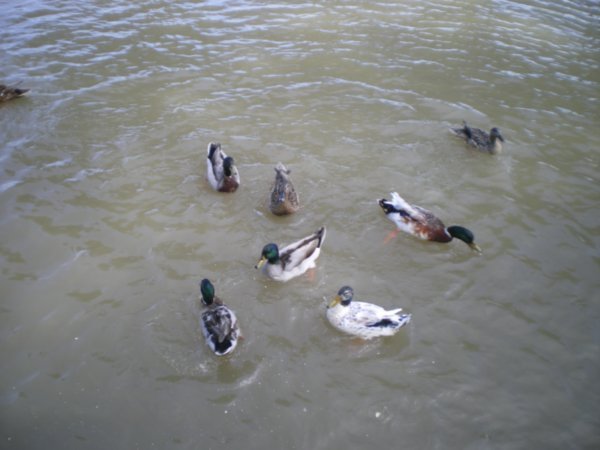 Friendly Ducks