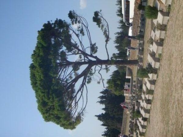 The pine tree.