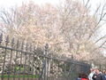 Blossoms near the White House