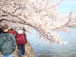 Blossoms hanging over the basin