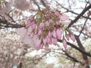 Blossom Buds