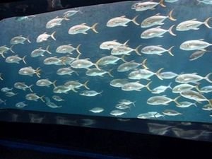 Fish @ Georgia Aquarium