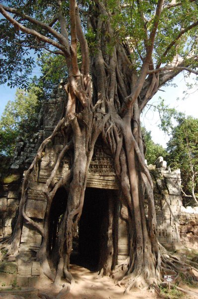 Tree eating temple