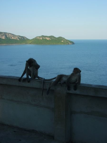 Monkeys chilling