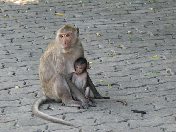 Baby monkey latched on to mamas tittus
