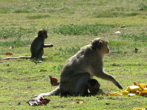 Monkeys eating fruit
