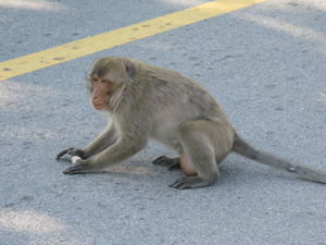 Monkey trying to break something on the road