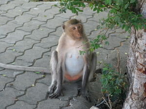 Cute lady monkey
