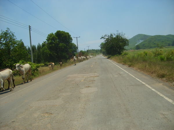 Cow convoy