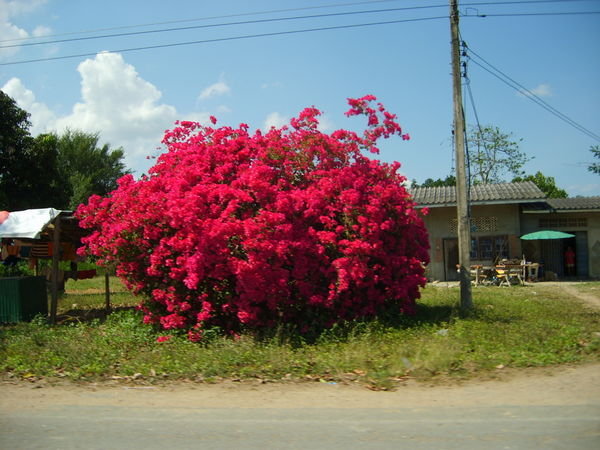 Nice pink bush