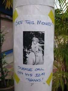 Missing monkey poster