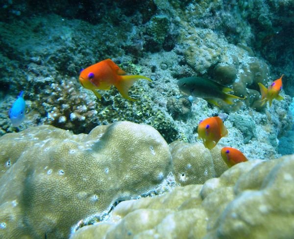 Cute little orange fishies!