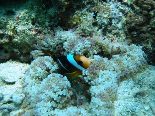 Another anenome clown fish