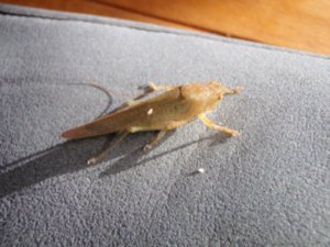 Funky grasshopper